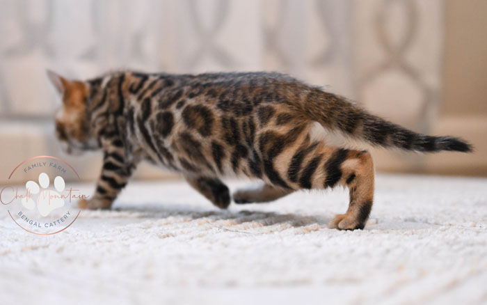 Bengal kitten for sale